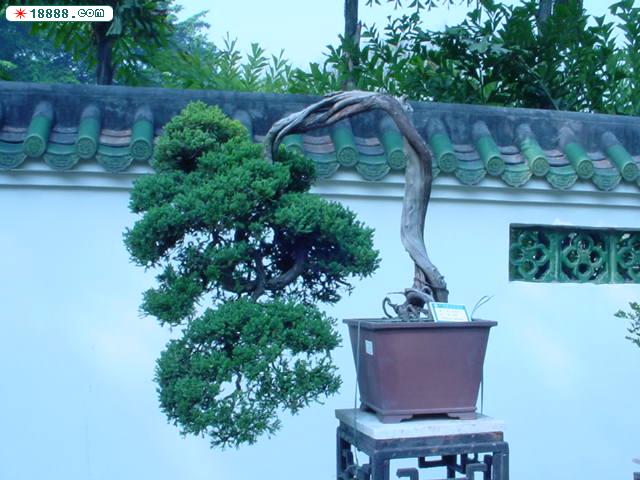 盆景 024.jpg
