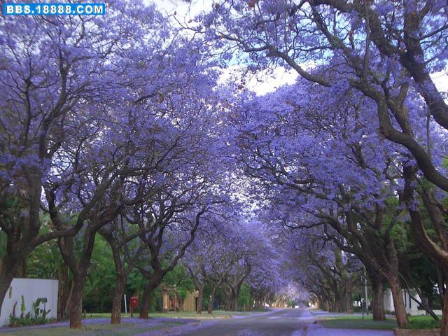 Jacarandas-12.jpg