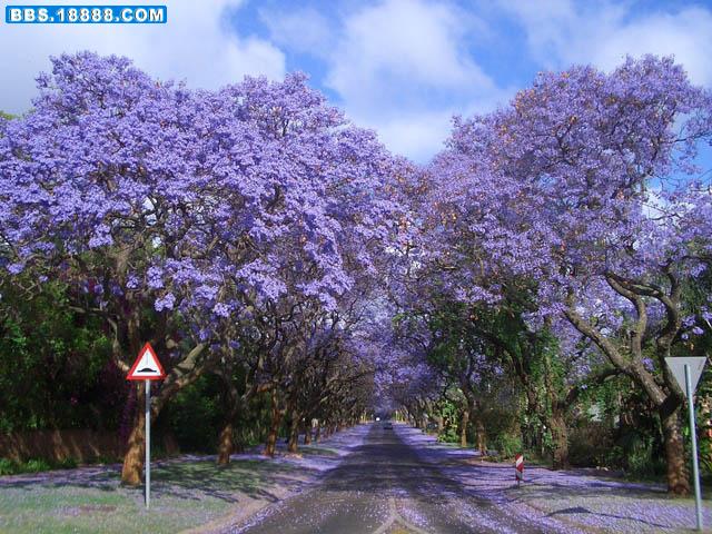 Jacarandas-04.jpg