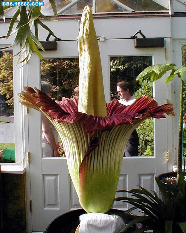 corpse flower.JPG