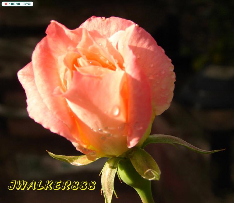 DSC00421 copy.jpg