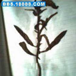 IMG0133A.jpg