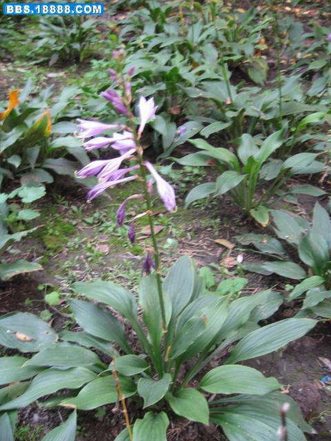 照片 031.jpg