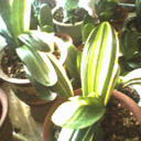 IMG0292A1.jpg