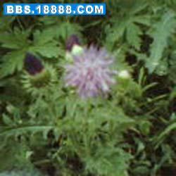 IMG0101A.jpg