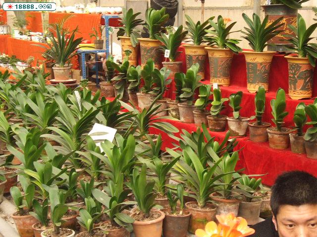DSCF4177.JPG