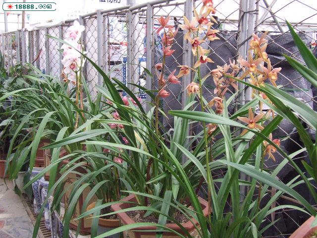 DSCF4169.JPG