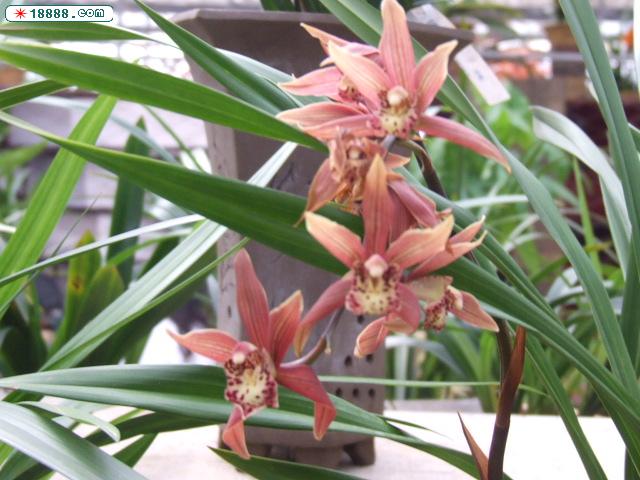 DSCF4153.JPG