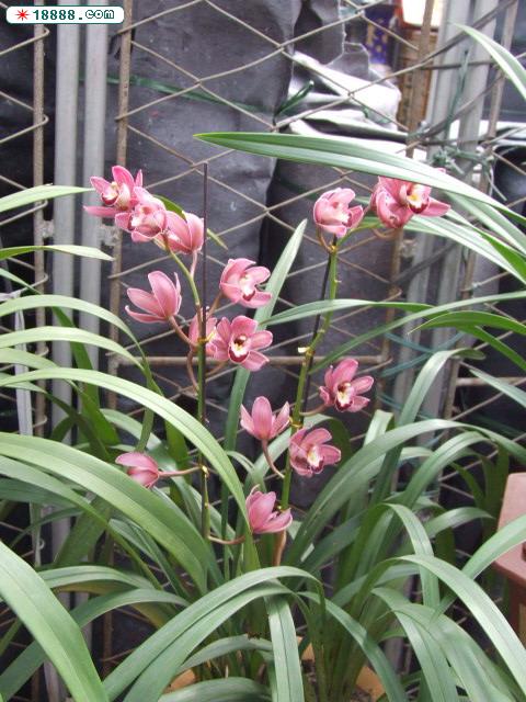 DSCF4172.JPG