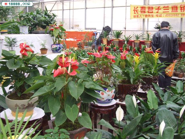 DSCF4173.JPG