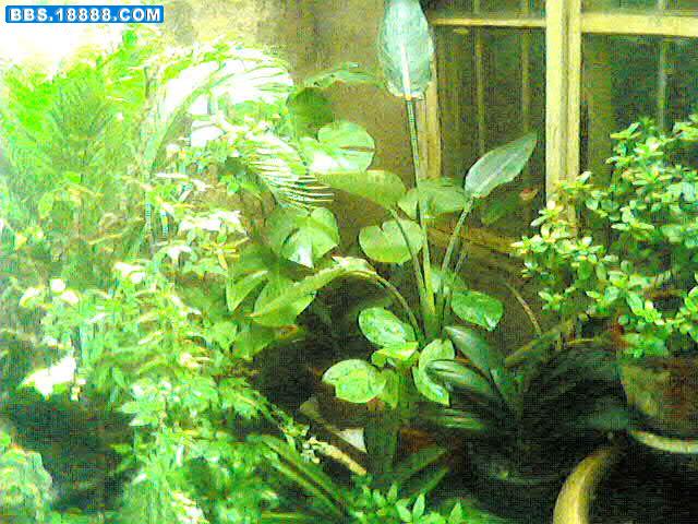 花 010.jpg