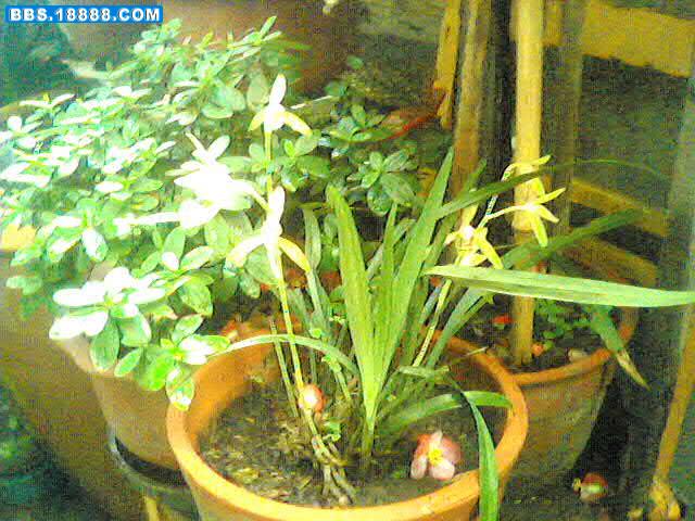 花 001.jpg