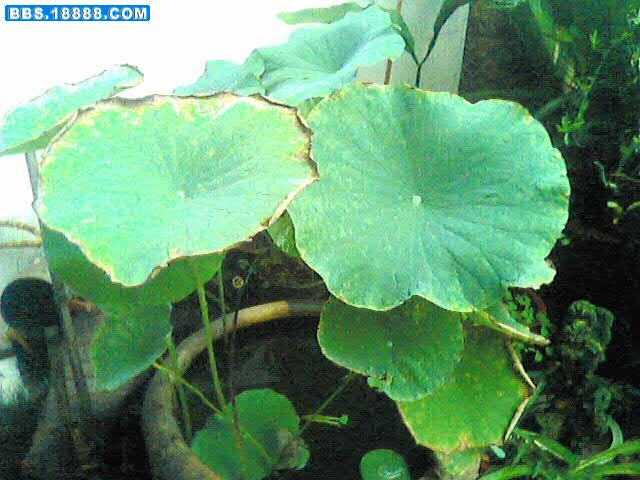花 027.jpg