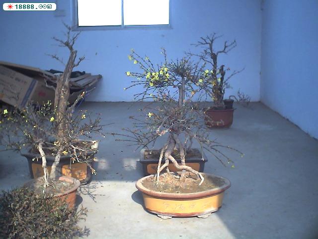 Photo007.JPG
