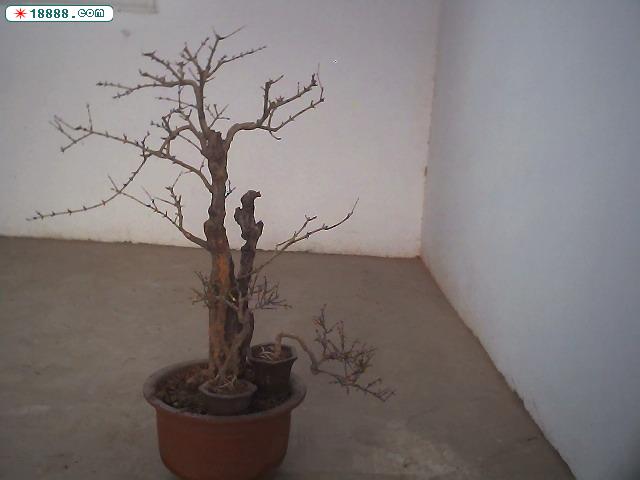 Photo004.JPG