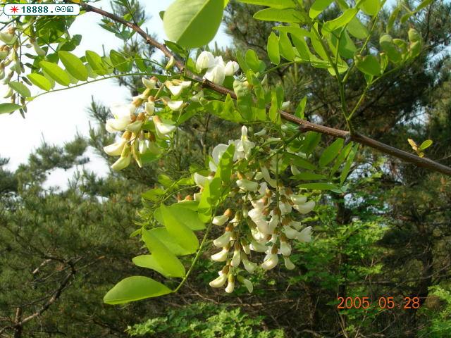 DSCN0252.jpg
