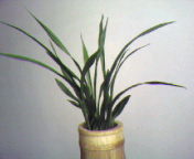 Photo-0004.jpg