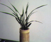 Photo-0002.jpg