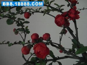 DSC00445.JPG