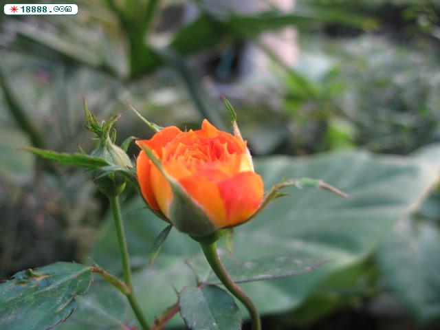 复件 IMG_1730.JPG