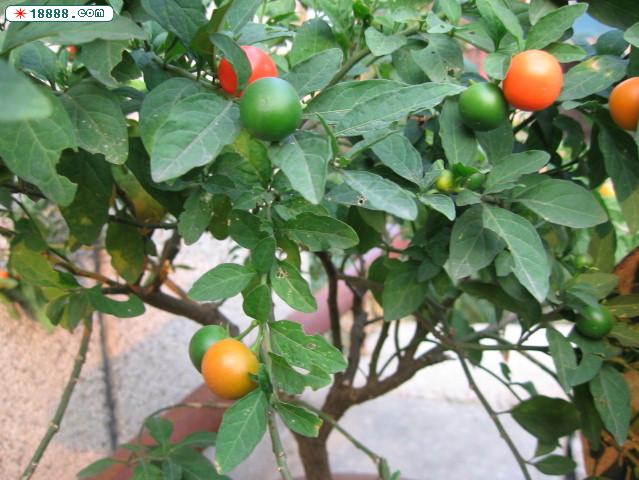 复件 IMG_1727.JPG