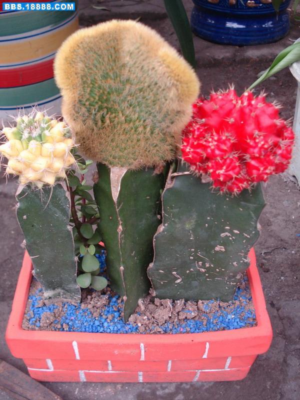 花51.jpg