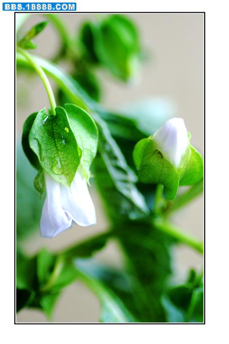 无名花.jpg
