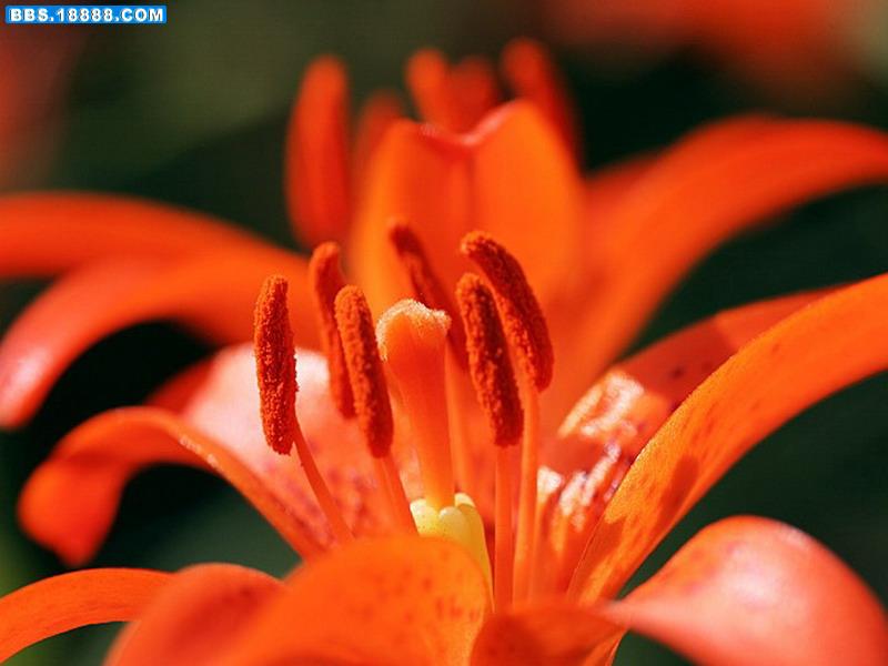 百合花.jpg