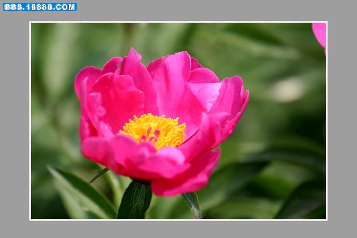 芍药花4.jpg