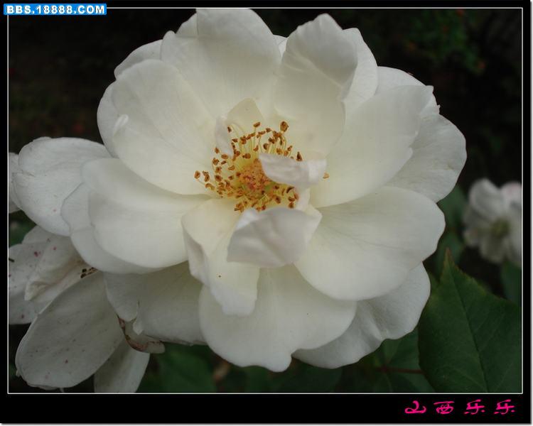 DSC00704.jpg