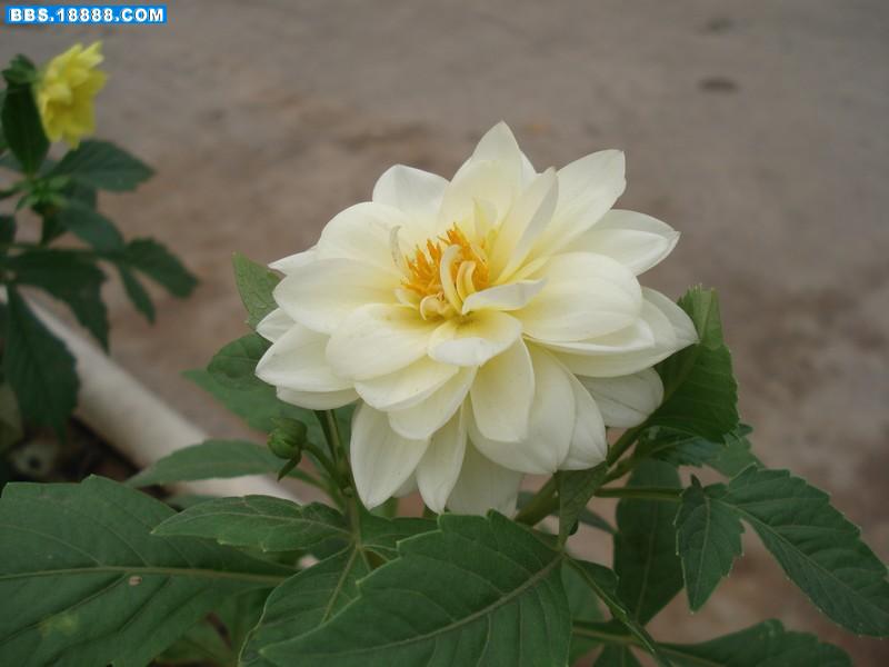 花91.jpg
