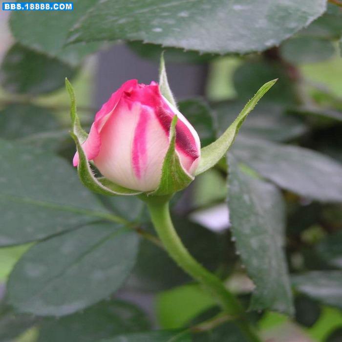 月季花 22.jpg