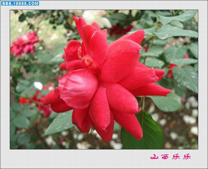 DSC00674.jpg