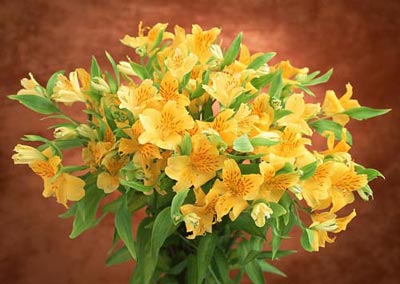智利国花：百合花.jpg