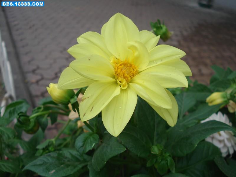 花85.jpg