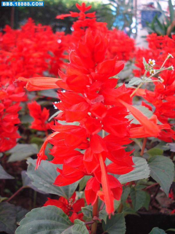 花7.jpg