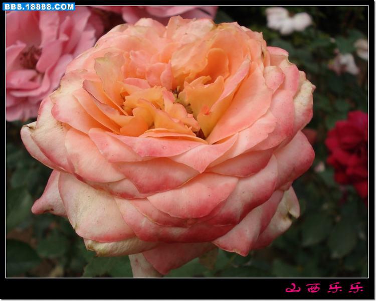 DSC00749.jpg