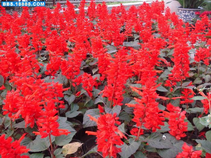 花6.jpg
