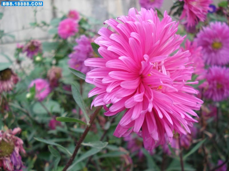 花94.jpg