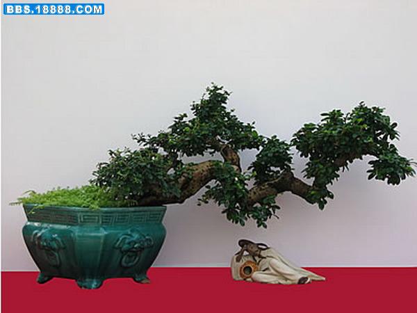 福建茶2.jpg