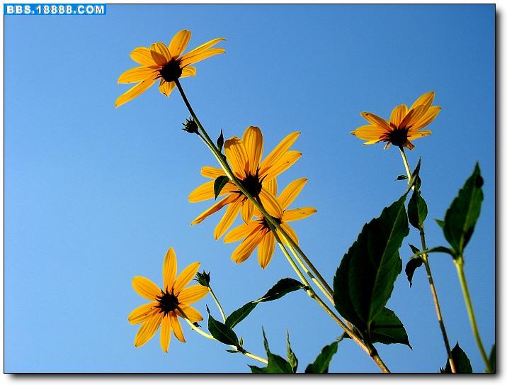 一小组花4.jpg