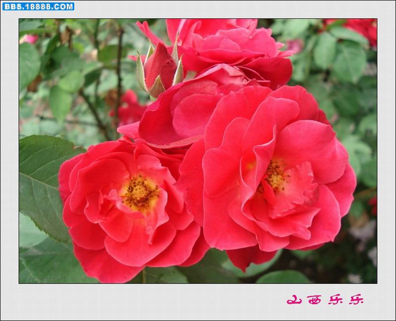 DSC00712.jpg