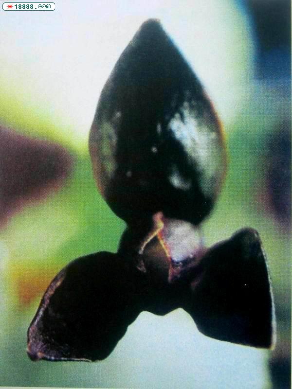黑桃皇后.jpg