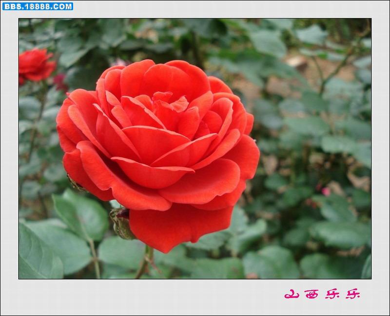 DSC00772.jpg