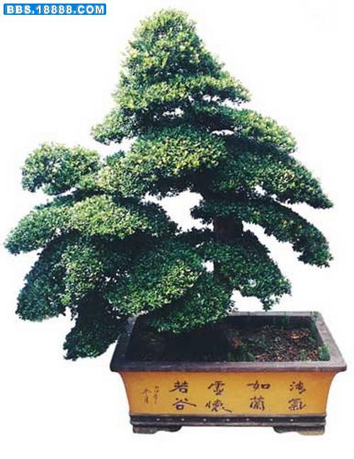 精品盆景欣赏（一）.jpg