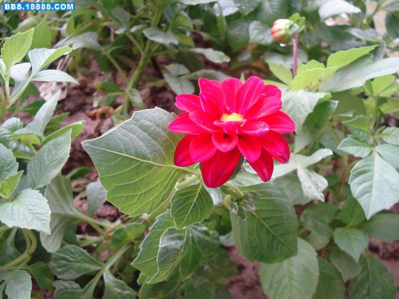 花82.jpg
