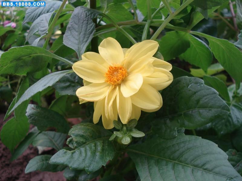 花83.jpg