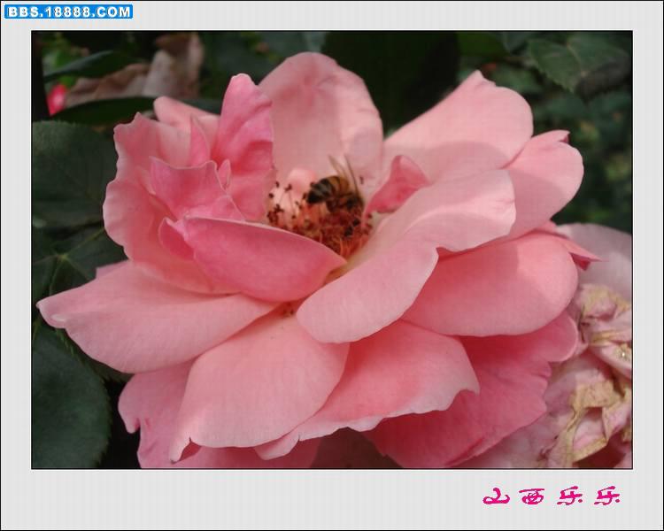 DSC00682.jpg