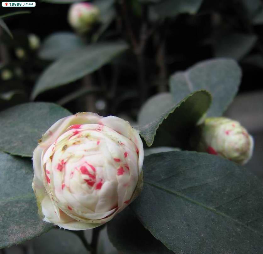 茶花 017.jpg