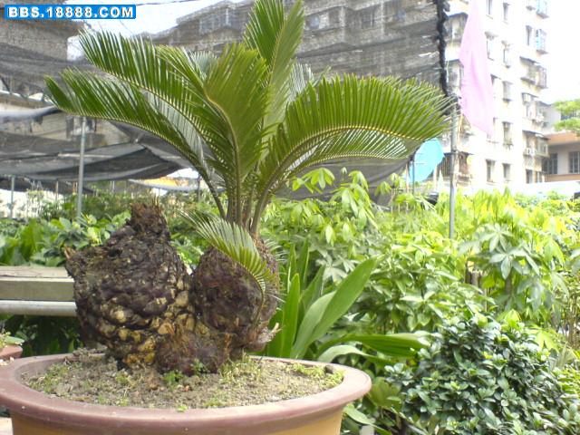 DSC00367.JPG